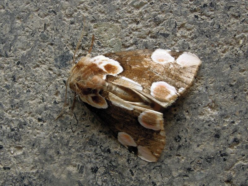 Thyatira batis (Drepanidae)